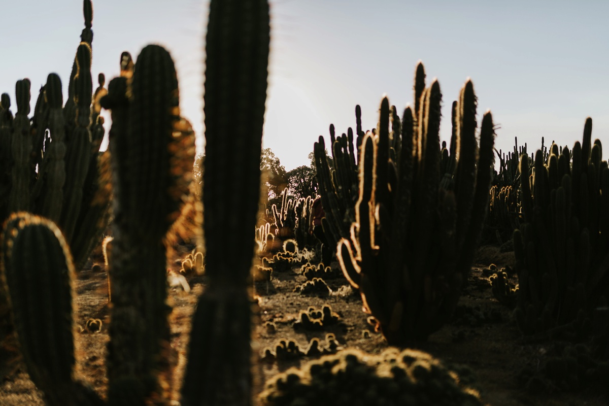 Shoot-Out-Cactus-Country_Gold-and-Grit_6